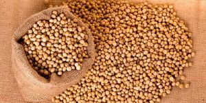 Soybean Seeds