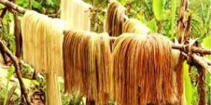Banana Fiber