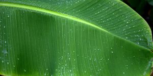 Fresh Banana Leaf