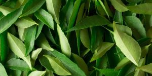 Fresh Curry Leaves