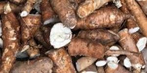 Organic Cassava