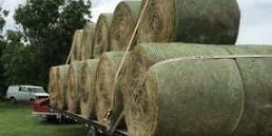 ALFALFA HAY (Lucerne Bales)
