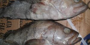 Argentinian Grouper
