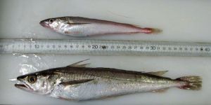 Atlantic Hake