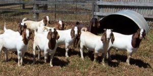AUSTRALIAN BOER GOAT