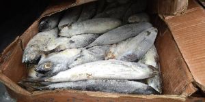 Frozen Skipjack Tuna Fish