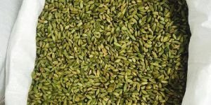 Green Cardamom