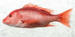 Red Snapper