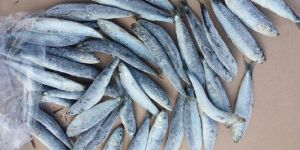 Frozen Sardines Fish