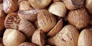 Betel Nut