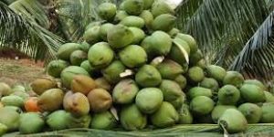 Fresh Green Coconut