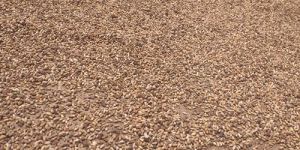 Organic Moringa Seeds