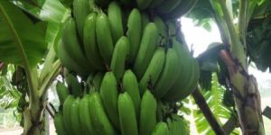 Green Cavendish Banana