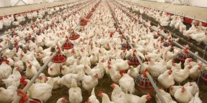 Poultry Farming Service