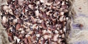 Cashew Nut Husk