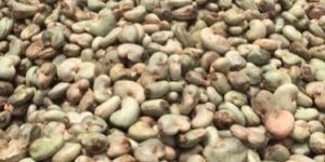 Raw Cashew Nuts