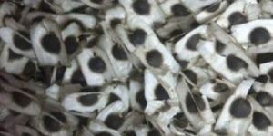 Moringa Oleifera Seeds