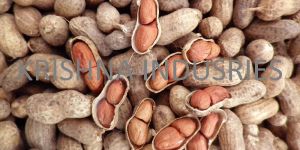 Groundnut