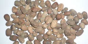 RAW SHEA KERNELS/NUTS