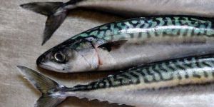 Mackerel Fish