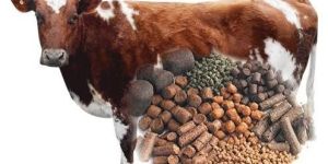 Cattle Feed