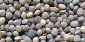 Guar Gum Seeds