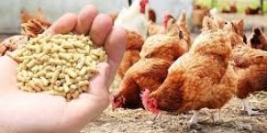 Poultry Feed