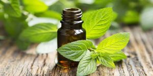 Mentha Arvensis Oil