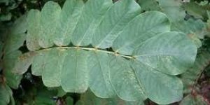 Cassia Alata Leaves