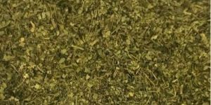 Cassia Alata Leaves T - Cut