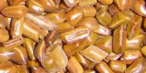 Cassia Tora Seeds