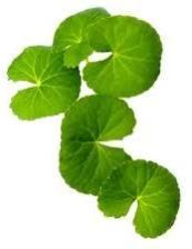 Centella Asiatica Leaves