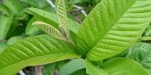 Guava Leaves