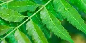 Neem Leaves