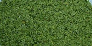 Senna Leaves T Cut