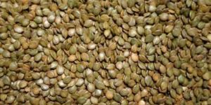 Senna Seeds