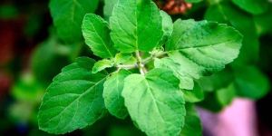 Tulsi Leaves