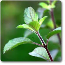 Tulsi Stems