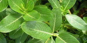Vinga Rosea Leaves