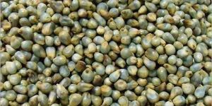 Organic Green Millet