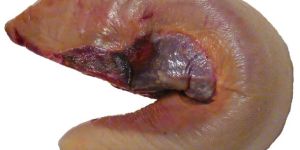 Buffalo Tongue