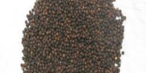 Black Pepper