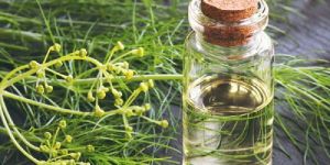 Fennel Seed Oil