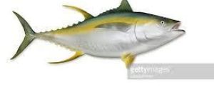 Yellowfin Tuna Fish
