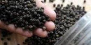 Black Pepper