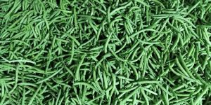 Fresh Greens Bean