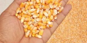 Yellow Maize