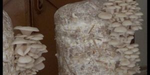 Fresh Oyster Mushroom