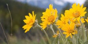 Arnica Flower