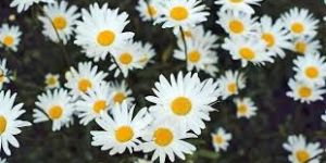 Chamomile Flower